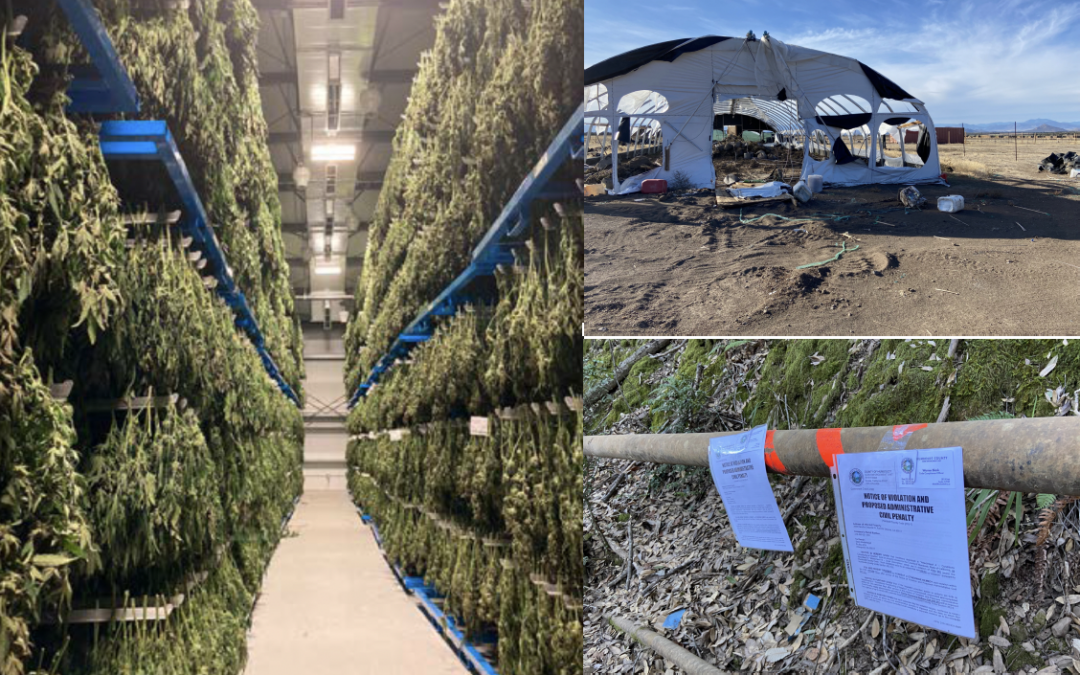 Final Report to DCC – Transformation of Unregulated Cannabis Cultivation Under Proposition 64